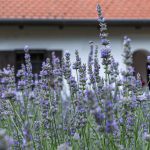 200 years old house with a beautiful lavander garden.